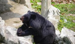 狗熊皮肤爆料视频大全下载,揭秘游戏内神秘皮肤背后的故事