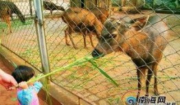 海南动物园爆料案件视频,惊曝动物虐待事件真相揭露