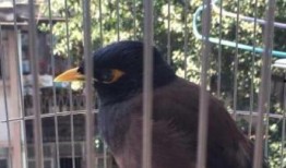 海南八哥爆料完整视频,完整视频揭秘事件真相