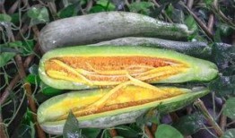 最近哪个网红吃瓜,揭秘娱乐圈惊天大瓜！