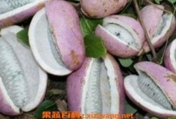 桑植免费吃八月瓜,免费畅享八月瓜美味时光