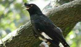 海南八哥爆料完整视频,完整视频揭秘事件真相