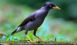 海南八哥爆料完整视频,完整视频揭秘事件真相