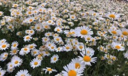 摧毁小雏菊在线观看,揭秘“摧毁小雏菊”背后的惊心动魄