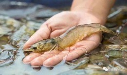 明虾养殖爆料方法视频,视频爆料高效养殖技巧