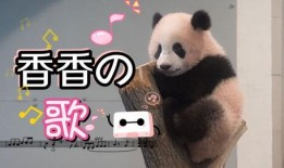 疯狂的熊猫爆料视频大全,揭秘视频大全背后的精彩瞬间