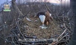 雏鹰在线观看,青春逐梦，翱翔云端