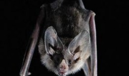 蝙蝠 在线观看,在线探索蝙蝠的奇妙世界