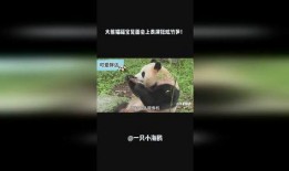 疯狂的熊猫爆料视频大全,揭秘视频大全背后的精彩瞬间