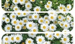 摧毁小雏菊在线观看,揭秘“摧毁小雏菊”背后的惊心动魄