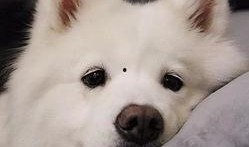 新春萨摩耶爆料视频,萌宠欢乐秀