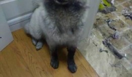 新春萨摩耶爆料视频,萌宠欢乐秀