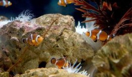 爆料小丑鱼视频全集下载,全集视频下载背后的精彩故事