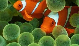 爆料小丑鱼视频全集下载,全集视频下载背后的精彩故事