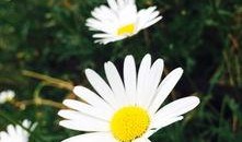 摧毁小雏菊在线观看,揭秘“摧毁小雏菊”背后的惊心动魄