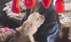 热点爆料赵本山视频播放,背后真相引人热议