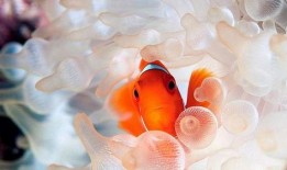 爆料小丑鱼视频全集下载,全集视频下载背后的精彩故事