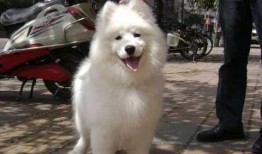 新春萨摩耶爆料视频,萌宠欢乐秀