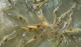 明虾养殖爆料方法视频,视频爆料高效养殖技巧