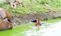 海南动物园爆料案件视频,惊曝动物虐待事件真相揭露