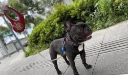 宁波爆料养狗视频,视频揭露不文明现象引发热议